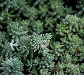 website template image